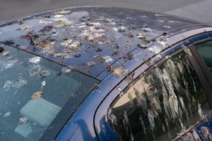 Harmfull Bird Poop On Car